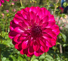 Load image into Gallery viewer, Fabulous