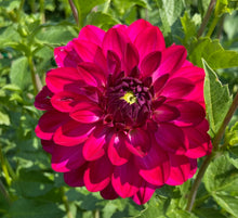 Load image into Gallery viewer, Fabulous