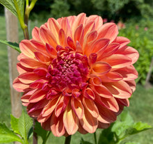 Load image into Gallery viewer, Ferncliff Copper