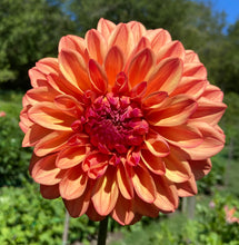 Load image into Gallery viewer, Ferncliff Copper