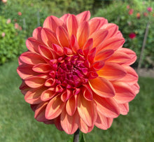 Load image into Gallery viewer, Ferncliff Copper