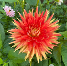 Load image into Gallery viewer, Ferncliff Fuego