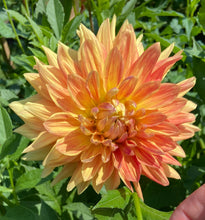 Load image into Gallery viewer, Ferncliff Fuego