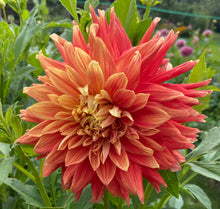 Load image into Gallery viewer, Ferncliff Fuego