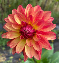 Load image into Gallery viewer, Fidalgo Julie