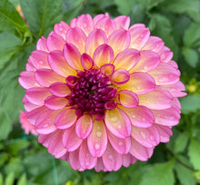 Load image into Gallery viewer, Foxy Lady