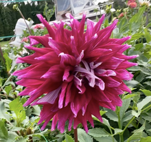 Load image into Gallery viewer, Grand Finale