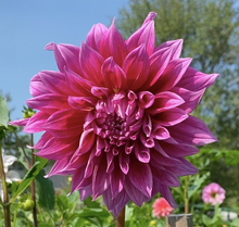 Load image into Gallery viewer, Grand Finale