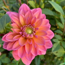 Load image into Gallery viewer, Great Silence