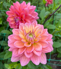 Load image into Gallery viewer, Great Silence