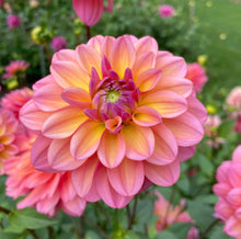 Load image into Gallery viewer, Great Silence