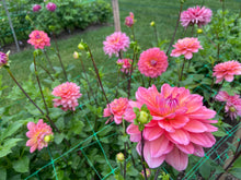 Load image into Gallery viewer, Great Silence