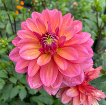 Load image into Gallery viewer, Great Silence