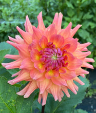 Load image into Gallery viewer, Hilltop Lost Treasure