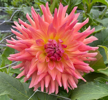 Load image into Gallery viewer, Hilltop Lost Treasure