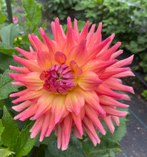 Load image into Gallery viewer, Hilltop Lost Treasure