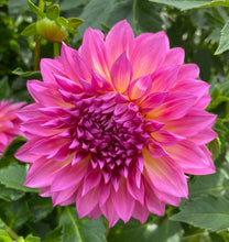 Load image into Gallery viewer, Hollyhill Gloria