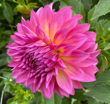 Load image into Gallery viewer, Hollyhill Gloria