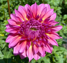 Load image into Gallery viewer, Hollyhill Gloria