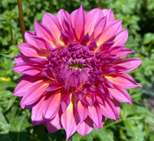 Load image into Gallery viewer, Hollyhill Gloria