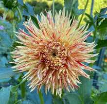 Load image into Gallery viewer, Hollyhill Six in One