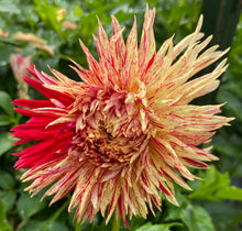 Load image into Gallery viewer, Hollyhill Six in One