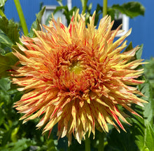 Load image into Gallery viewer, Hollyhill Six in One