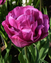 Load image into Gallery viewer, Backpacker