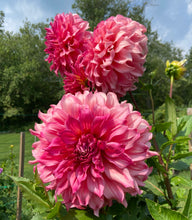 Load image into Gallery viewer, Islander