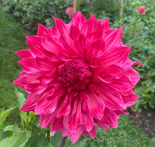 Load image into Gallery viewer, Islander