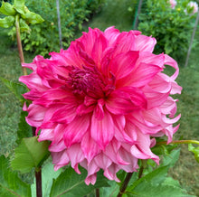 Load image into Gallery viewer, Islander