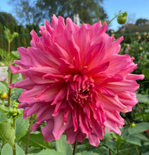 Load image into Gallery viewer, Islander