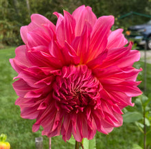 Load image into Gallery viewer, Islander