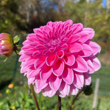 Load image into Gallery viewer, Jowey Frambo