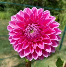 Load image into Gallery viewer, Jowey Frambo