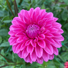 Load image into Gallery viewer, Jowey Frambo