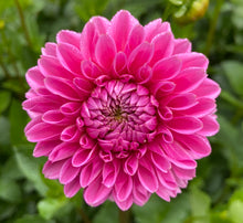 Load image into Gallery viewer, Jowey Frambo