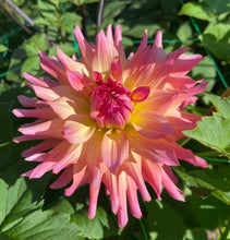 Load image into Gallery viewer, Just Peachy