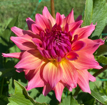 Load image into Gallery viewer, Just Peachy