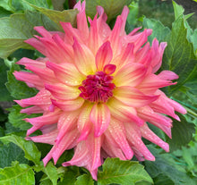 Load image into Gallery viewer, Just Peachy