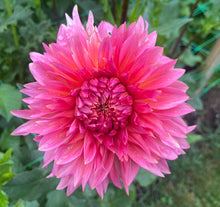 Load image into Gallery viewer, Kenora Lisa