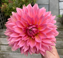 Load image into Gallery viewer, Kenora Lisa