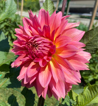 Load image into Gallery viewer, Kenora Lisa