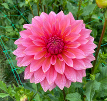 Load image into Gallery viewer, Kenora Lisa