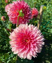 Load image into Gallery viewer, Kenora Lisa