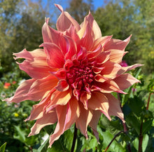 Load image into Gallery viewer, Labyrinth