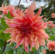 Load image into Gallery viewer, Labyrinth