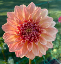 Load image into Gallery viewer, Larks Ebbe