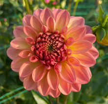 Load image into Gallery viewer, Larks Ebbe