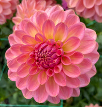 Load image into Gallery viewer, Larks Ebbe